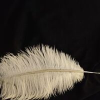 Lisa Lambros profile picture