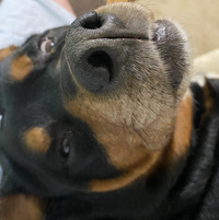 Elizabeth Arveda Kissling