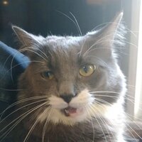K.J. Noakes profile picture