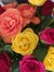 El Rose