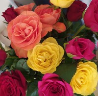 El Rose