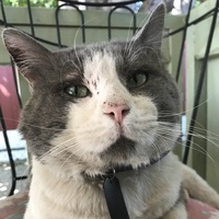 I.S. Neko profile picture