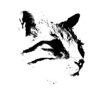 Cara N. Delaney profile picture