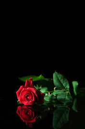V.M. Rose