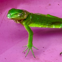 Maria Alejandra Llorens