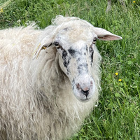 Sophie Weider profile picture