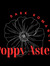 Poppy Aster Poppy Aster