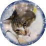 Saki Murayama profile picture