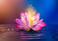 Lotus Bodhi