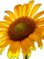Sally Sunflower
