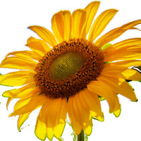 Sally Sunflower