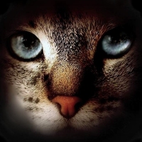 Melody Friend profile picture