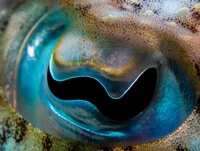 François Luc Paradis