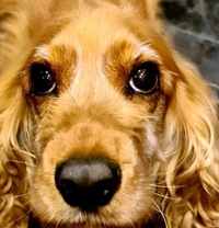 The Dog