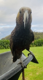 Jessica Howland Kany