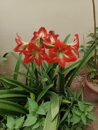 Saleha Waseem