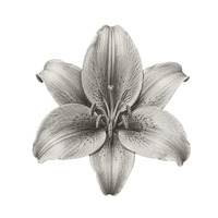 Lily D. Grays