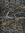 Athena ...