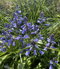 Tempesta March