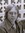 Roy Thomas
