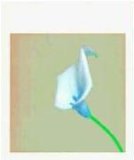 Robert Mapplethorpe: Ten by Ten Manuales en línea descarga gratuita pdf