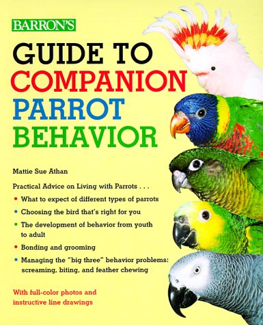 guide-to-companion-parrot-behavior-guide-to-companion-parrot-behavior