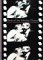 Discoveries: Birth of the Motion Picture