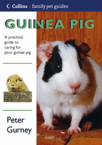 guinea-pig