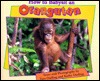how-to-babysit-an-orangutan