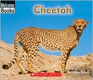 cheetah
