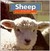Sheep by Peter Brady