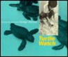 Turtle watch (A new view)