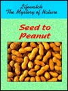 seed-to-peanut
