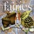 A Book of Fairies by Patricia Saxton