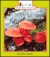 Good Mushrooms and Bad Toadstools by Allan Fowler