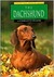 The Dachshund by Charlotte Wilcox
