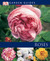 Roses by Richard Rosenfeld