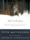 Tigers in the Snow cover