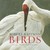 Birds by Robert Bateman