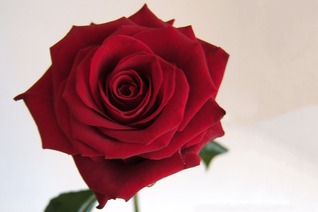 choice-of-romance