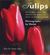 Tulips by Sonia Day