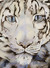 The Snow Leopard