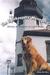 The Lightkeepers' Menagerie: Stories of Animals at Lighthouses