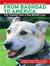 From Baghdad to America Life Lessons from a Dog Named Lava by Jay Kopelman