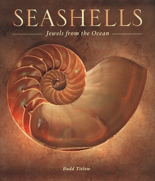 seashells-jewels-from-the-ocean