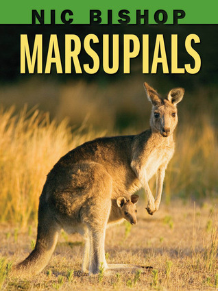 Image result for marsupials bishop