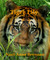 Tiger Lily by Noel-Anne Brennan