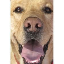 jack-a-book-about-a-dog-where-the-dog-doesn-t-die-at-the-end