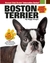 Boston Terrier by Peggy Swager