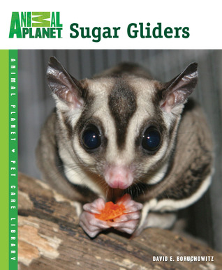 sugar-gliders-animal-planet-pet-care-library
